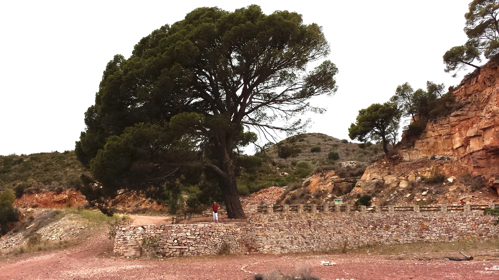 Pi del Salt, pino monumental en la zona de la Ruta del Salt de Náquera